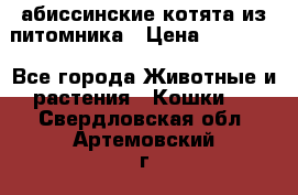 абиссинские котята из питомника › Цена ­ 15 000 - Все города Животные и растения » Кошки   . Свердловская обл.,Артемовский г.